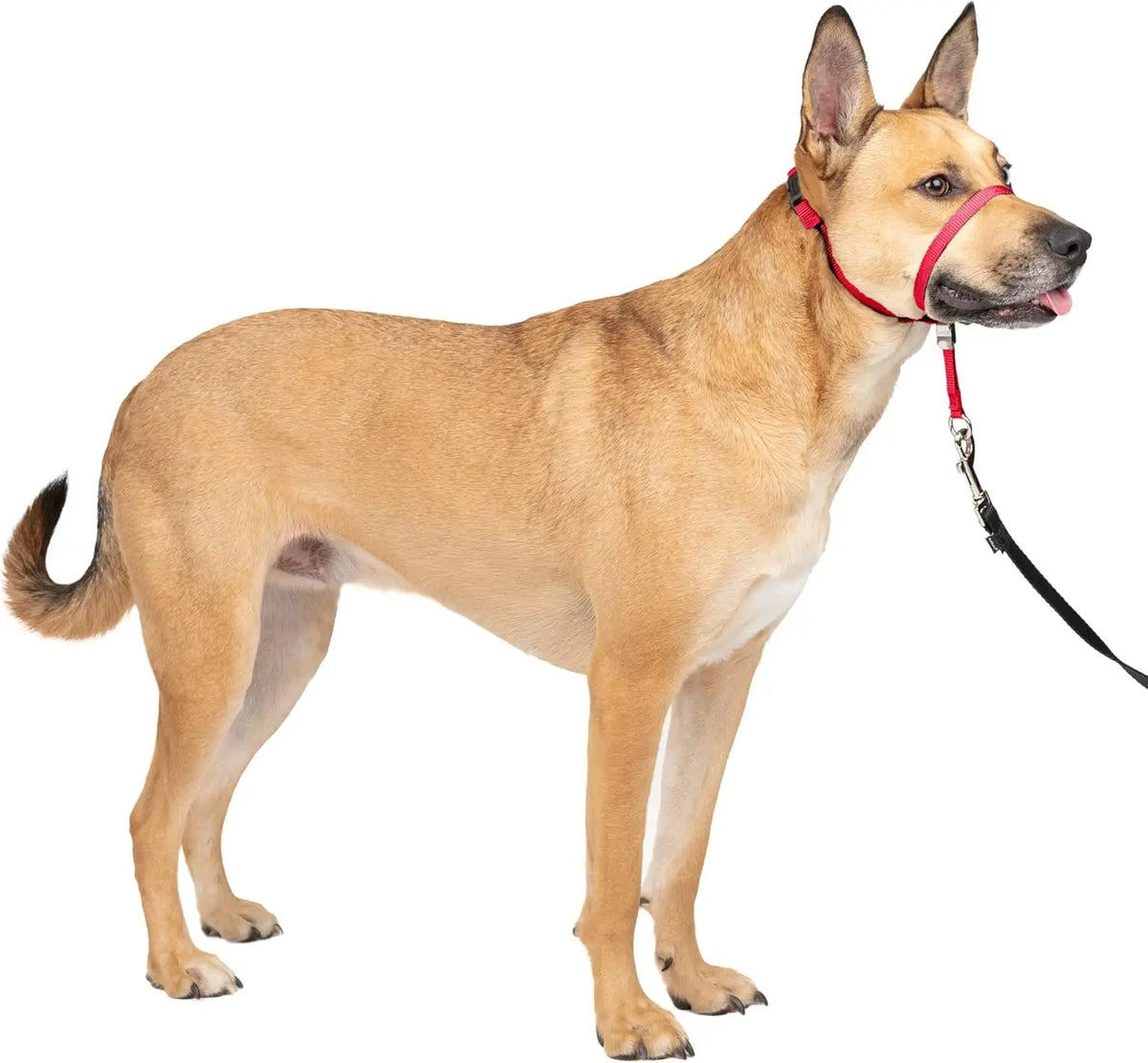 Everyday No-Pull Head Halter — Red, Black & Blue, Optional Matching Lead