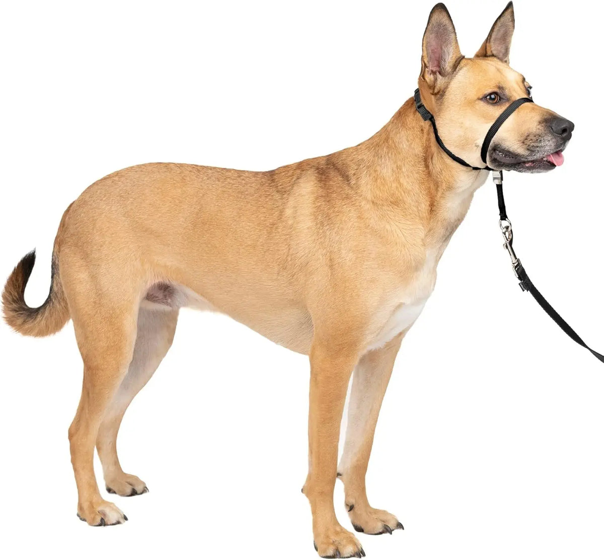 Everyday No-Pull Head Halter — Red, Black & Blue, Optional Matching Lead