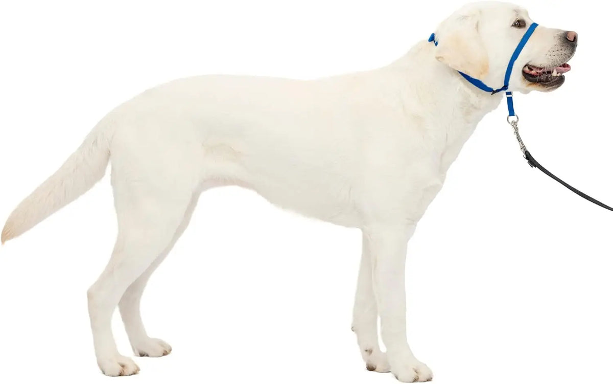 Everyday No-Pull Head Halter — Red, Black & Blue, Optional Matching Lead