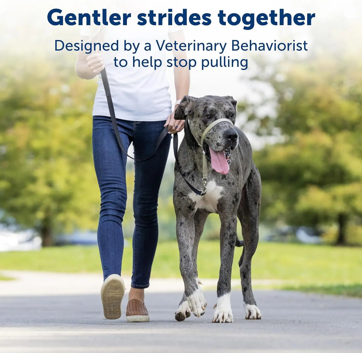 Everyday No-Pull Head Halter — Red, Black & Blue, Optional Matching Lead
