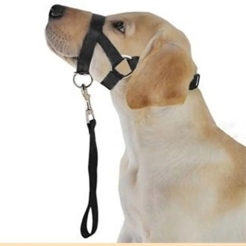 Basic No-Pull Head Halter — Black (S–XXL)